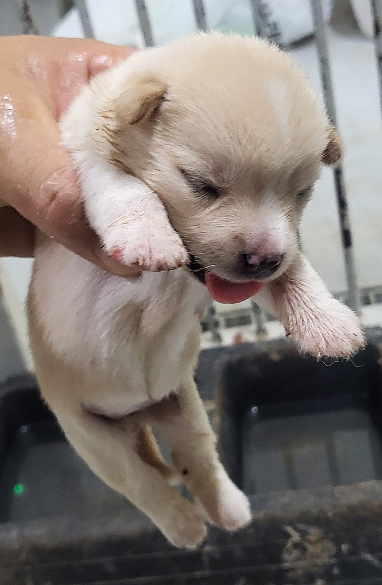 영덕유기동물보호센터_447518202400222