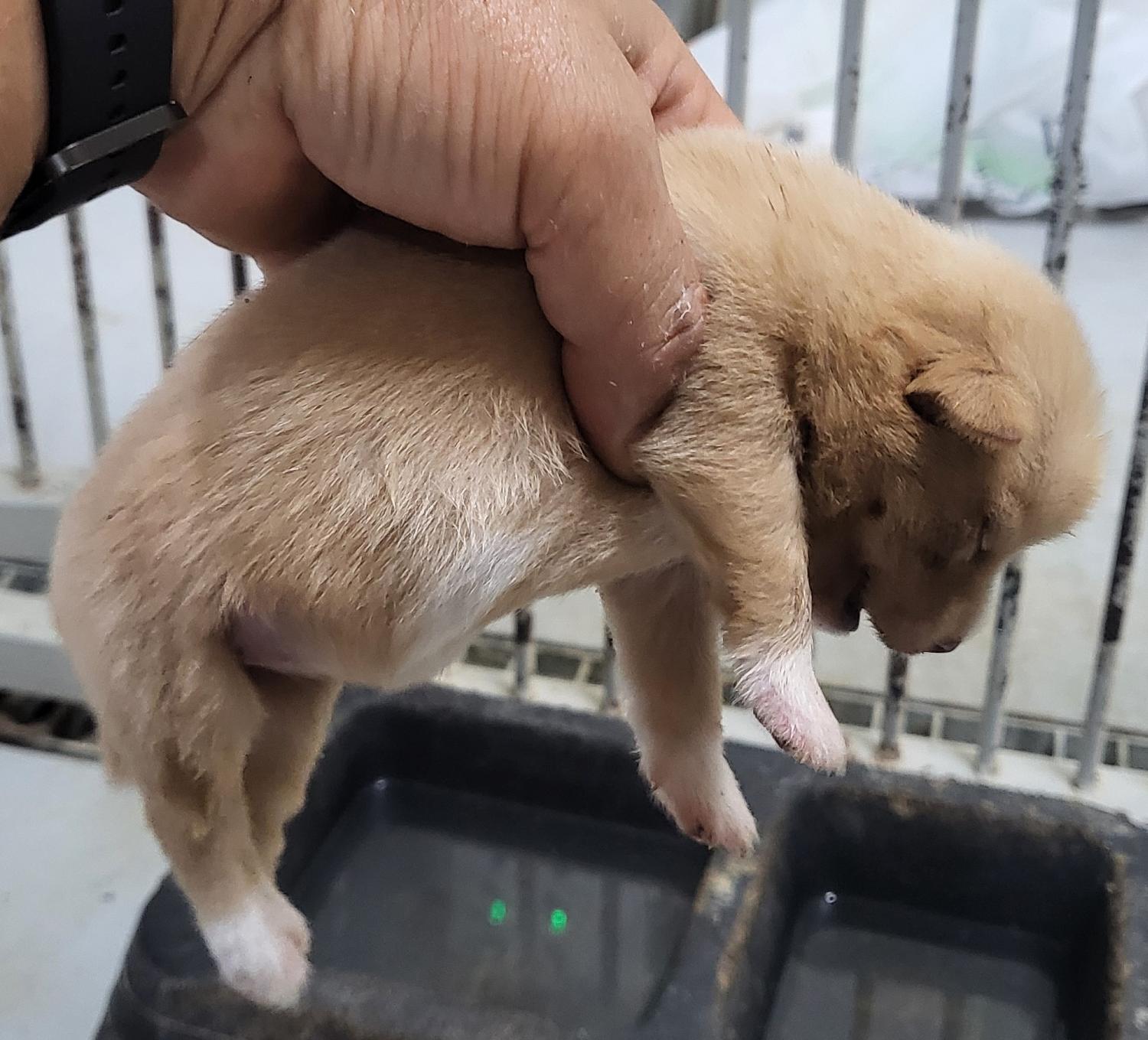 종료(자연사) 믹스…
