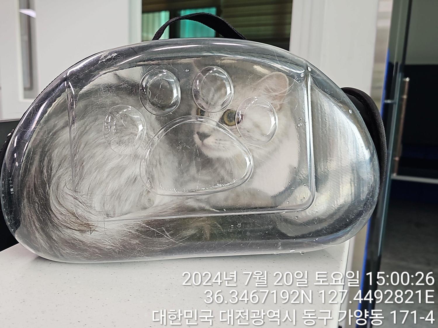 보호중 페르시안의 …