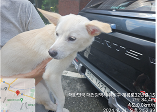보호중 믹스견의 가…