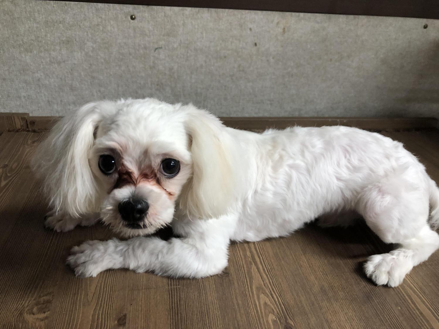 청조동물병원_426337202400407