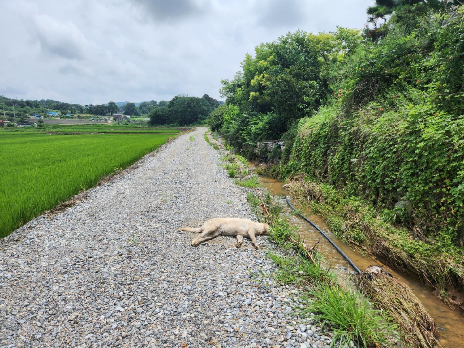 아산동물복지지원센터_444452202401846