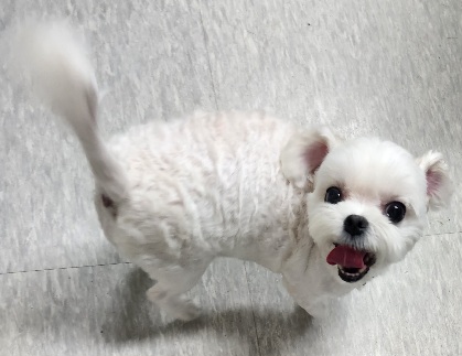 수원시 동물보호센터_441374202400906