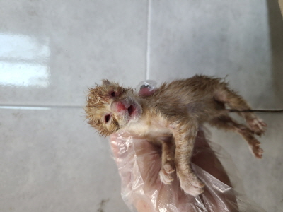 종료(자연사) 믹스…