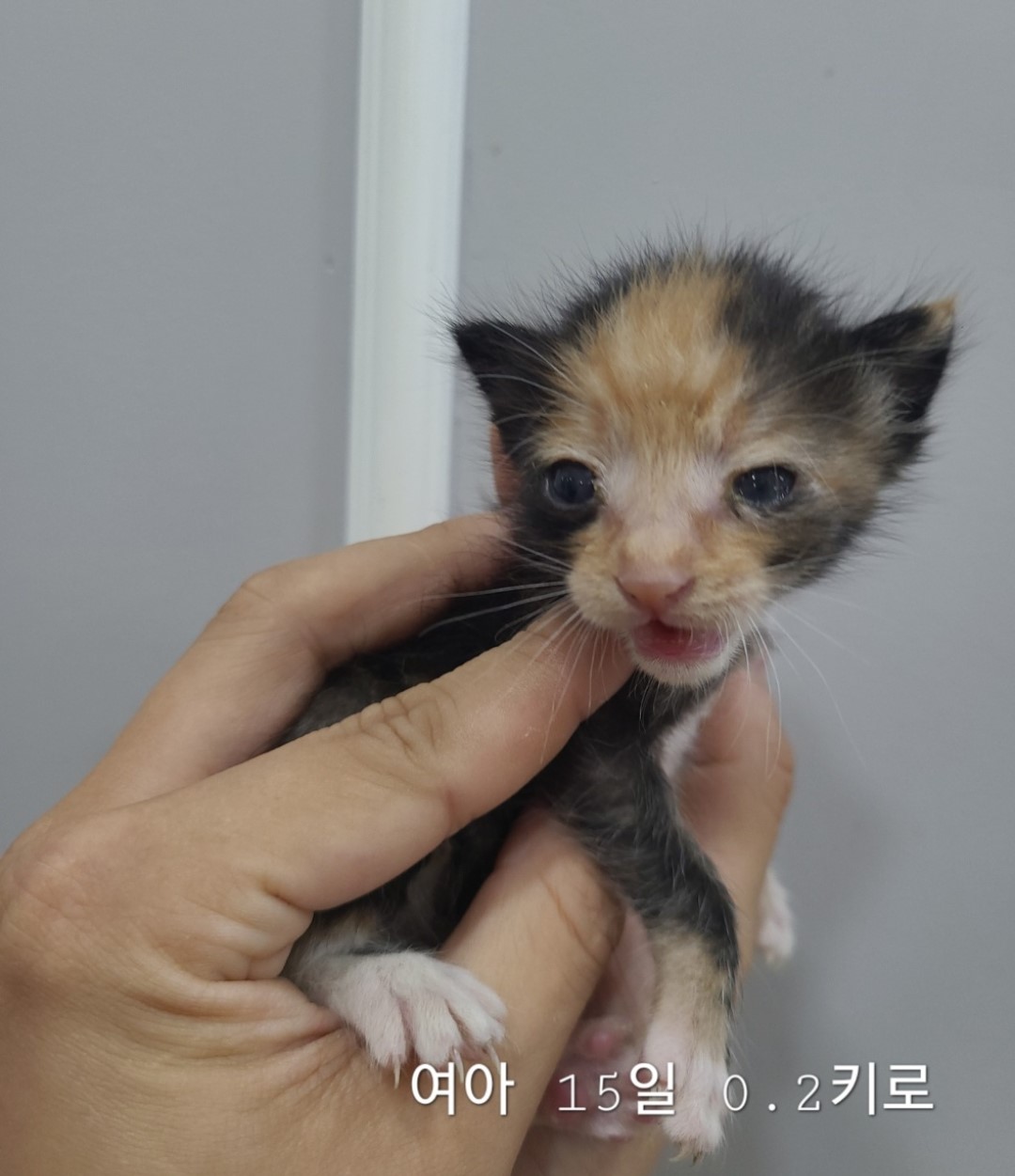 옥천동물병원_443443202400593
