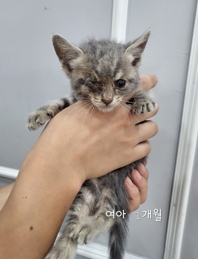 옥천동물병원_443443202400592