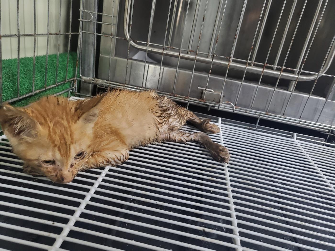 종료(자연사) 한국…