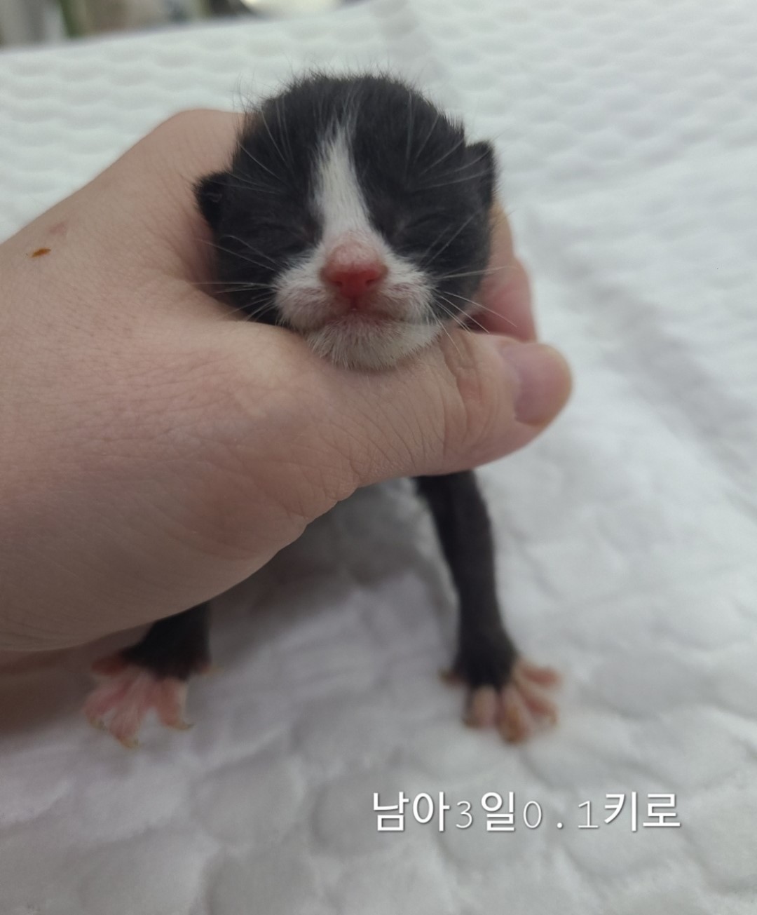 옥천동물병원_443443202400596