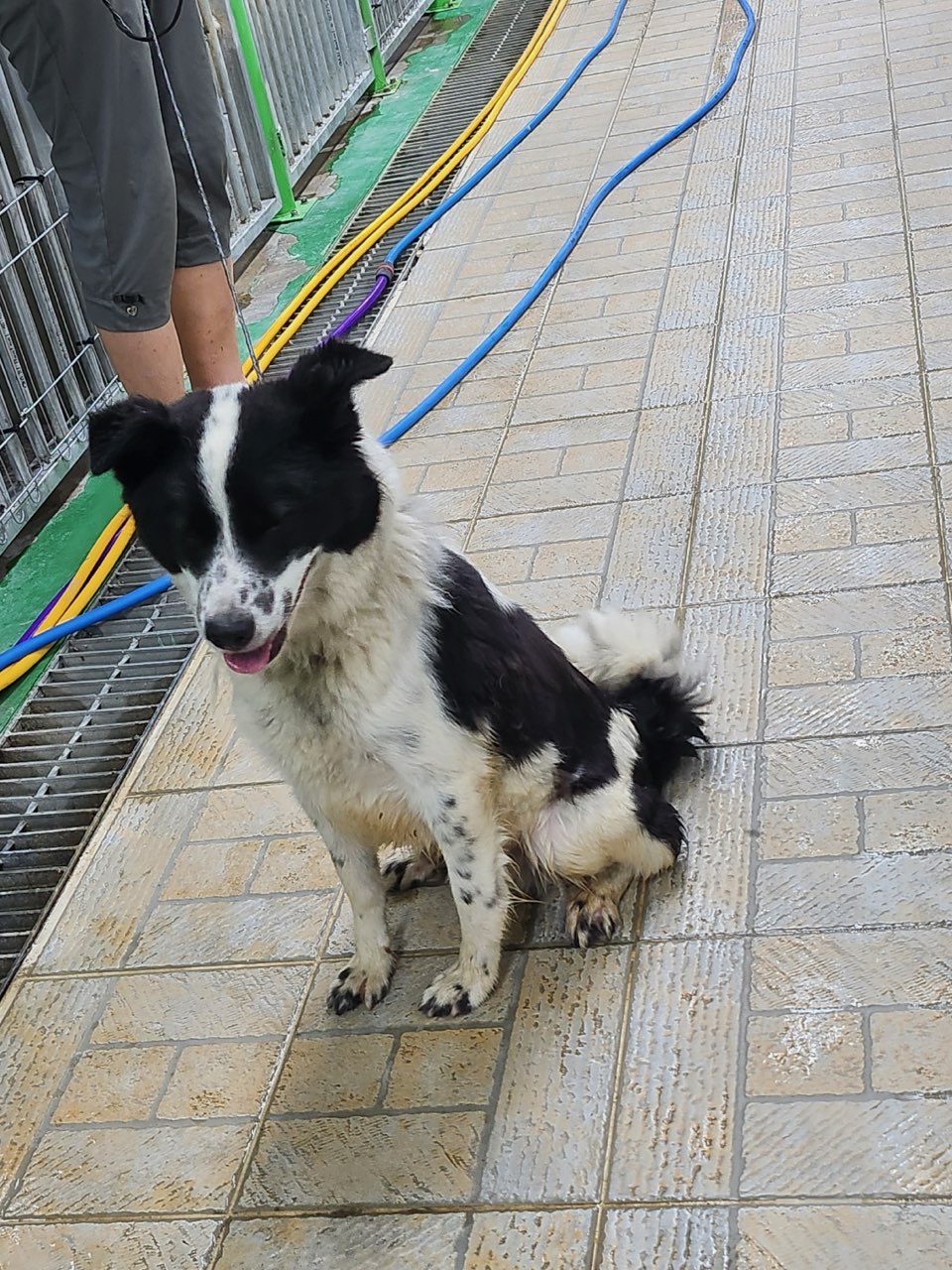 영주시 동물보호센터_447509202400235