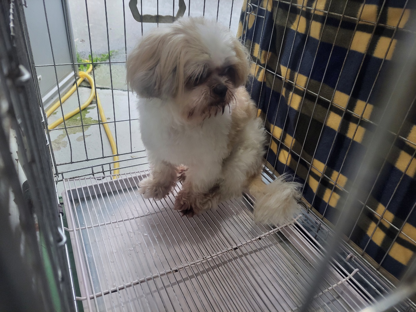 고양시동물보호센터_441394202401586