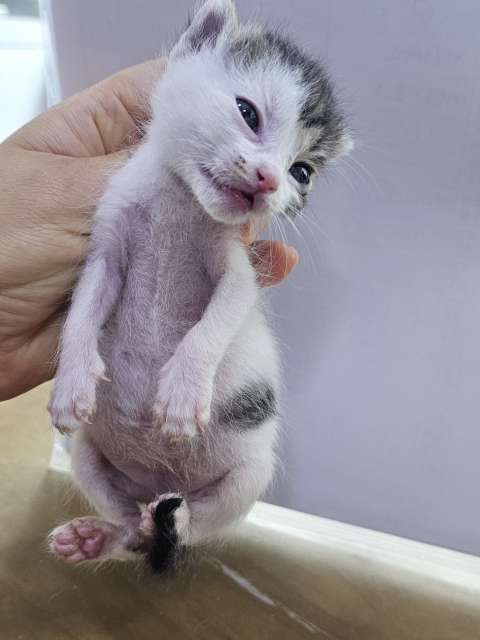 보령길고양이보호협회_444451202400839