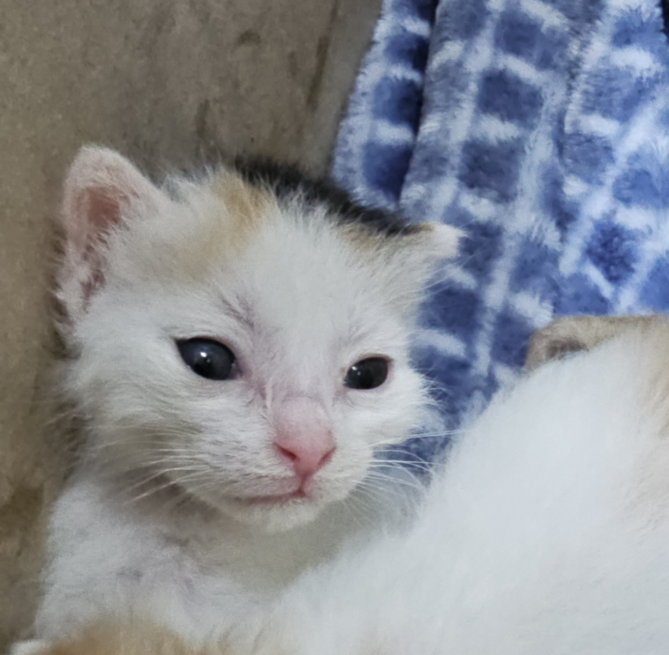 보령길고양이보호협회_444451202400838
