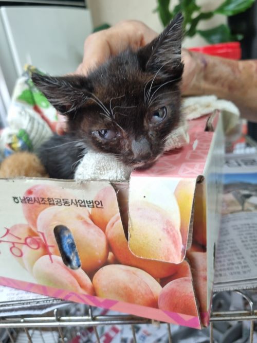 부안군 동물보호센터_445479202400702