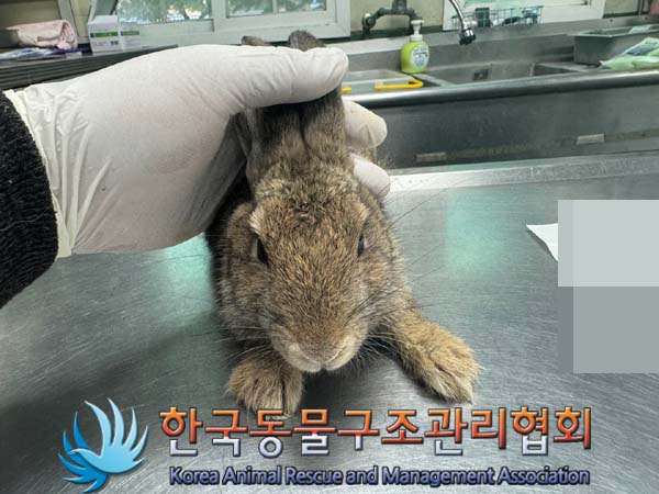 한국동물구조관리협회_411301202400258