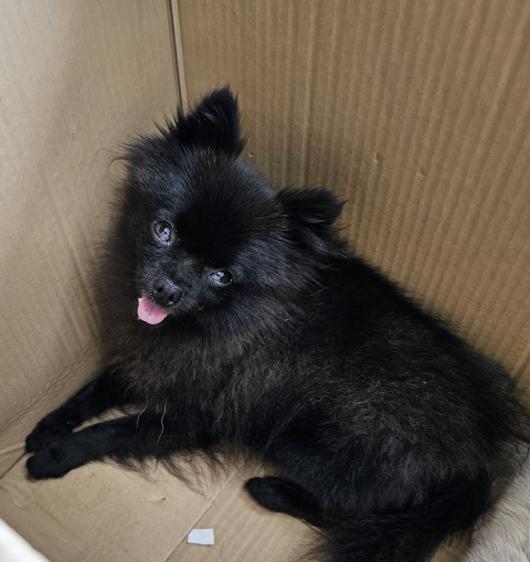 구례군동물보호센터_446487202400128