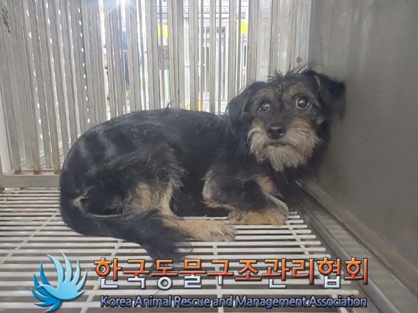 종료(반환) 믹스견…