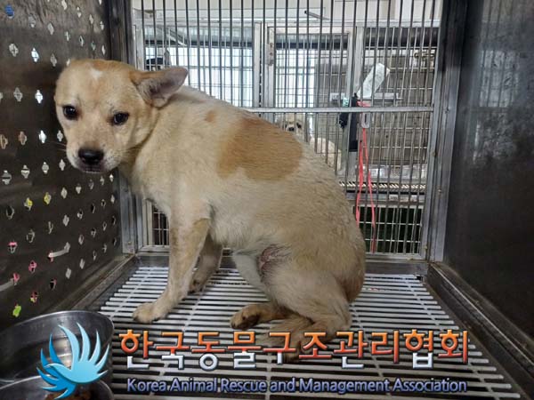 보호중 믹스견의 가…