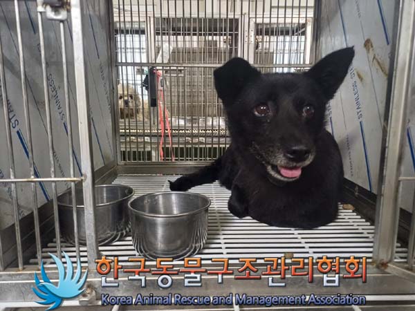 보호중 믹스견의 가…
