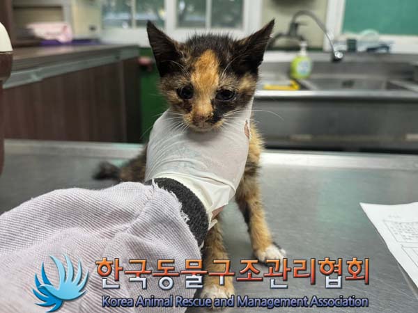 보호중 한국 고양이…