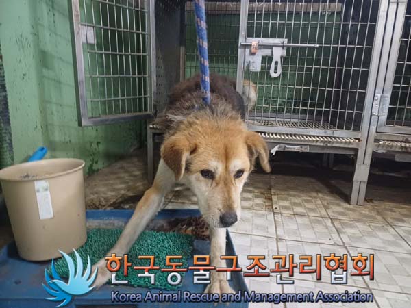 종료(자연사) 믹스…