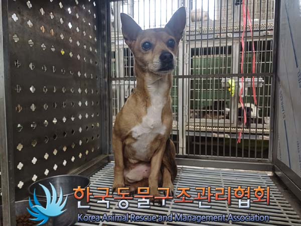 한국동물구조관리협회_441560202400781