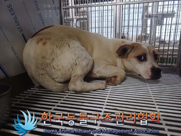 한국동물구조관리협회_441560202400788