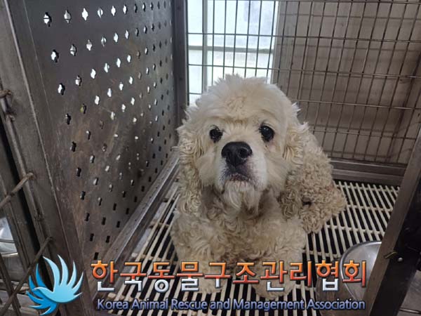 종료(안락사) 코카…