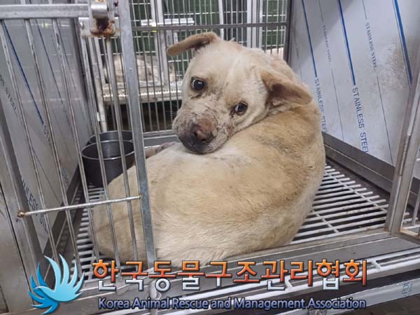 종료(안락사) 믹스…
