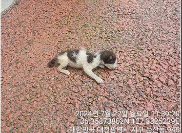 대전동물보호센터_430366202400367