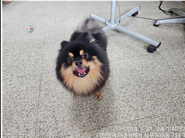 종료(반환) 포메라…