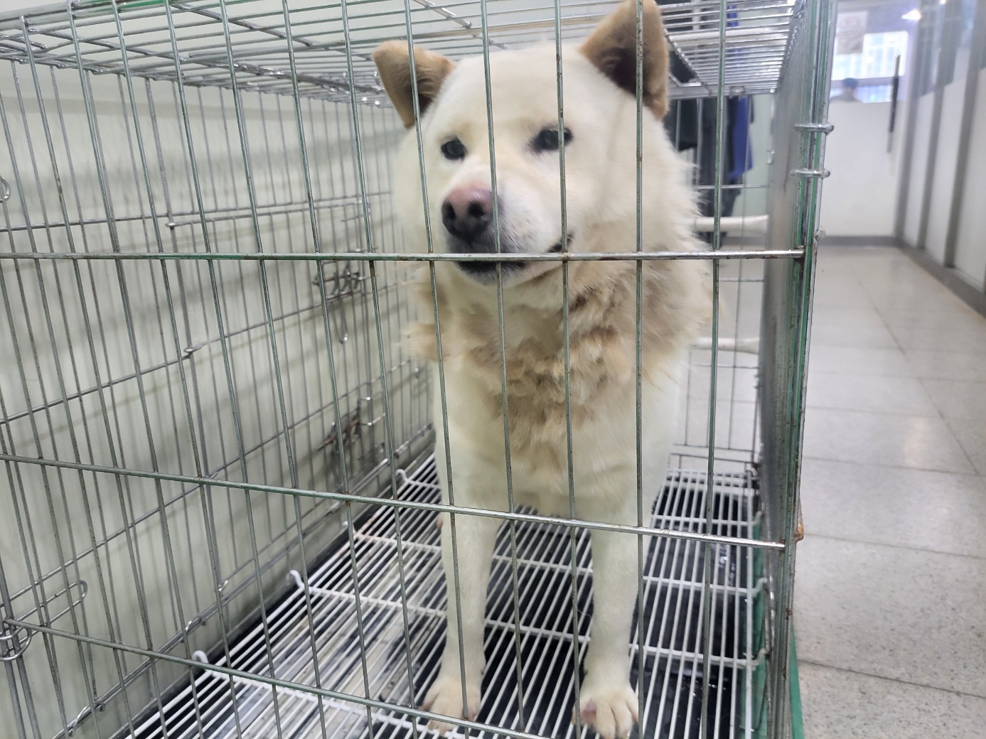 고양시동물보호센터_441394202401590