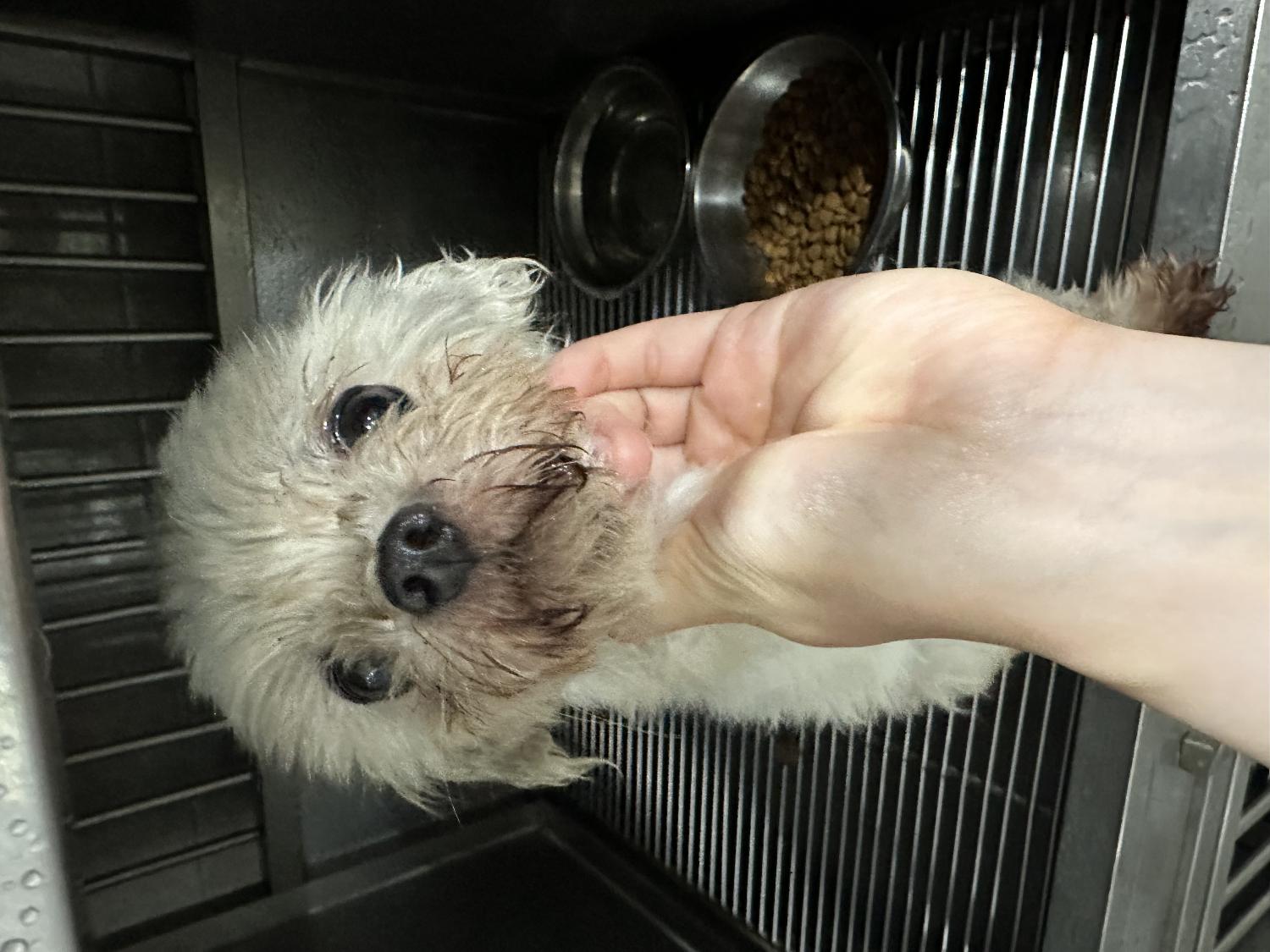 링크늘푸른동물병원_445464202402296
