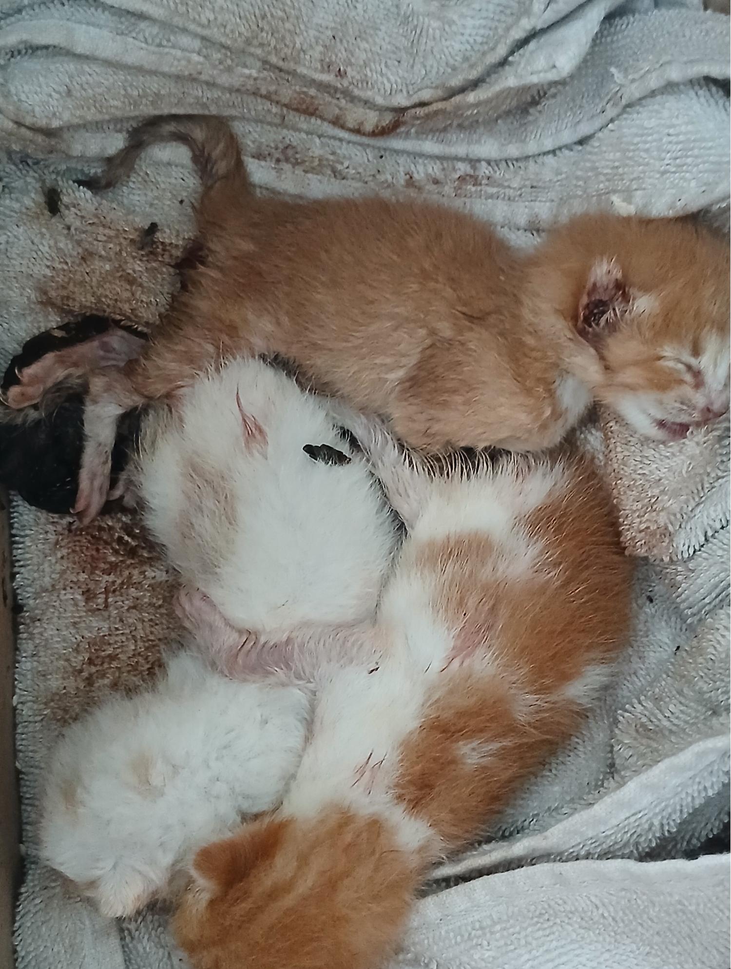 대구유기동물보호협회_427345202400448