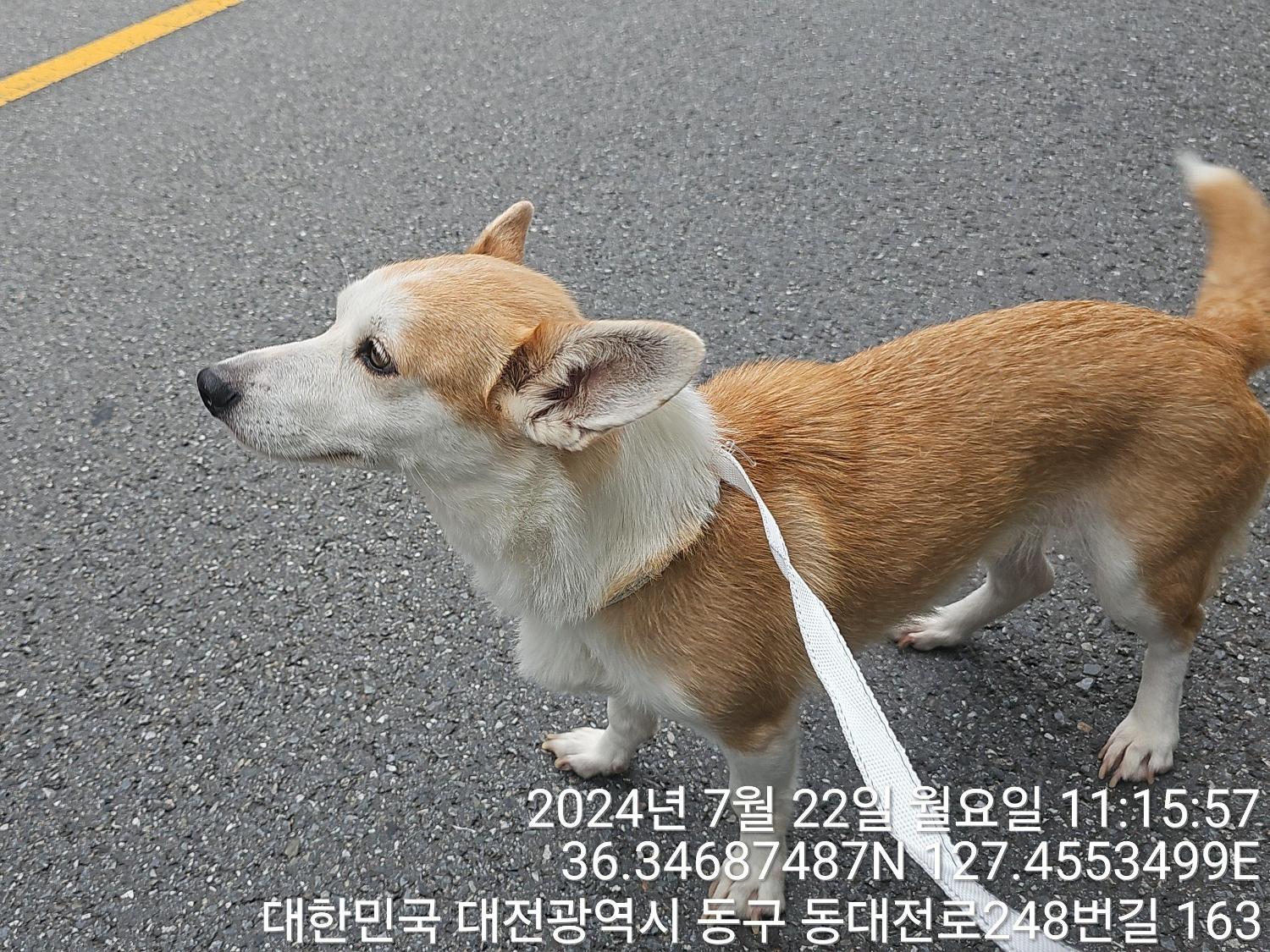 종료(반환) 웰시 …