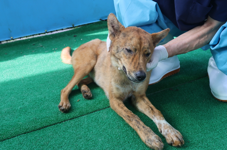 제주 동물보호센터_450650202402188