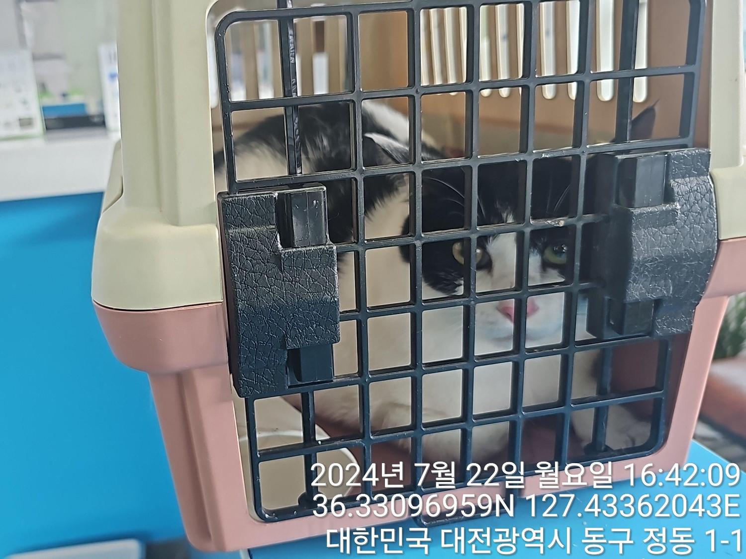 보호중 한국 고양이…