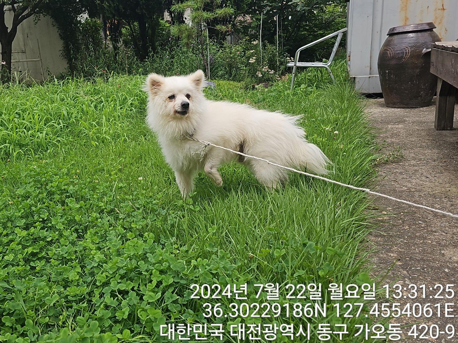 종료(반환) 믹스견…