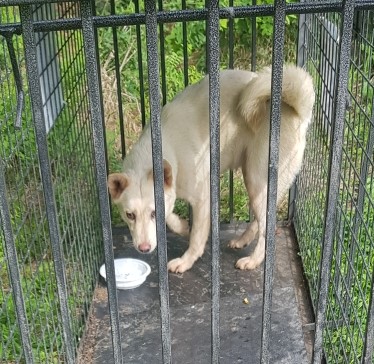 대구유기동물보호센터_427342202400700