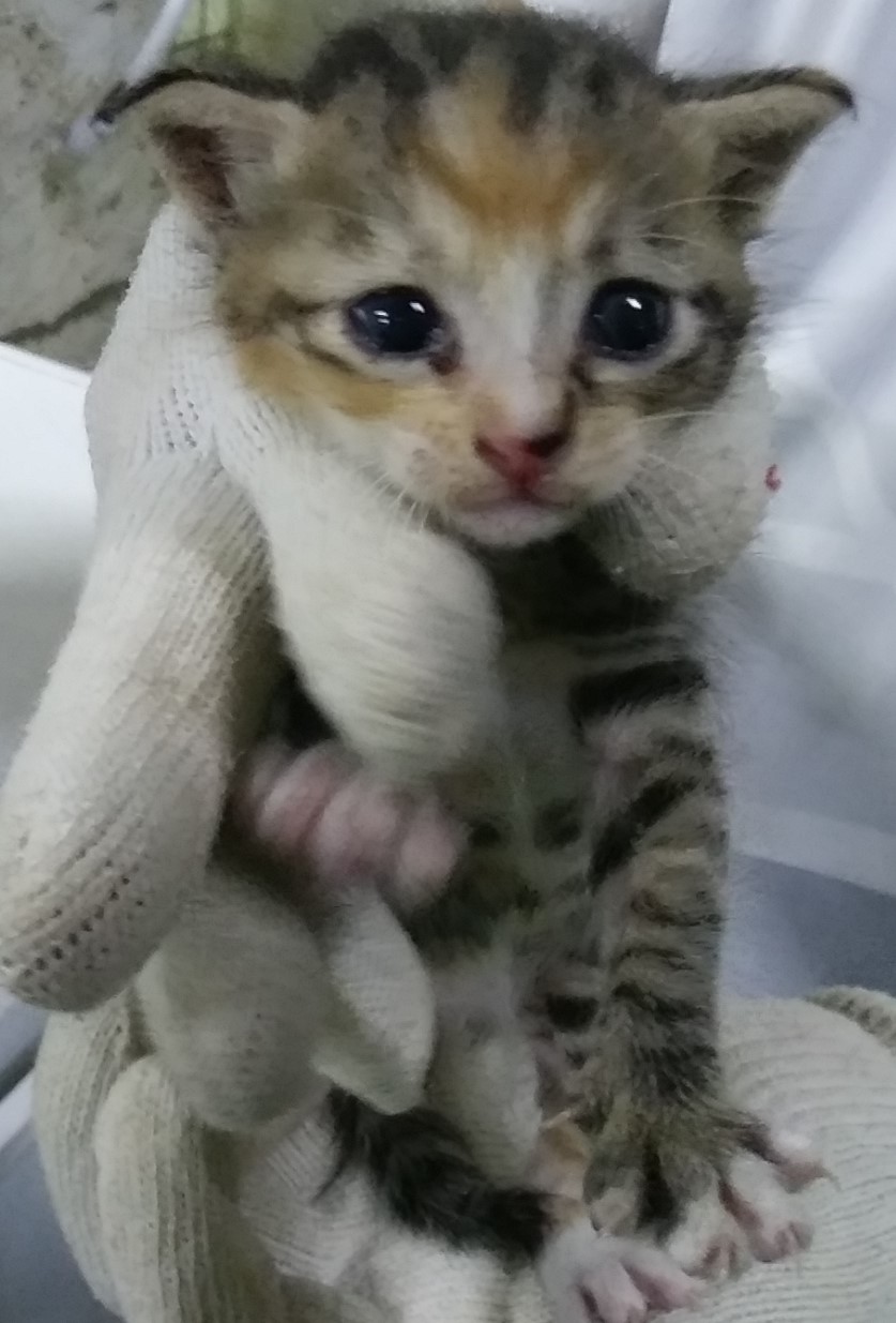 인천광역시수의사회_428353202400707
