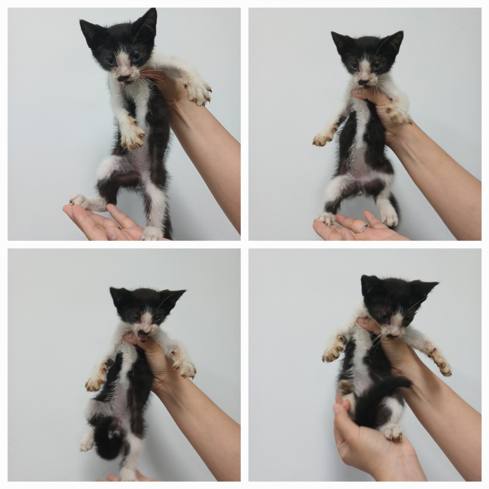 천안시 동물보호센터_444449202401488