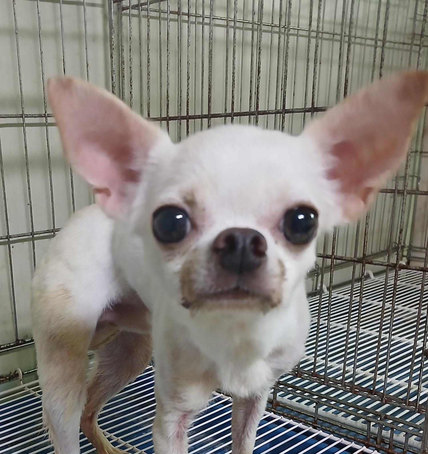 종료(안락사) 치와…