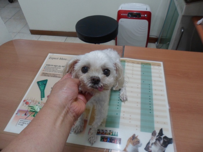 강현림동물병원_411320202400380