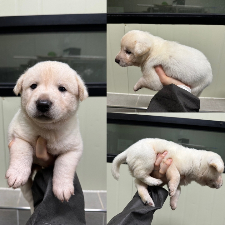 당진시동물보호소_444568202400388