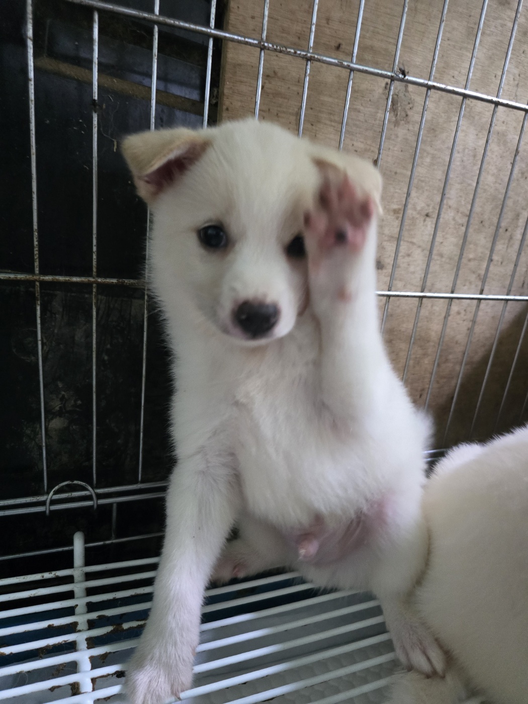 정읍시 동물보호소_445469202401183