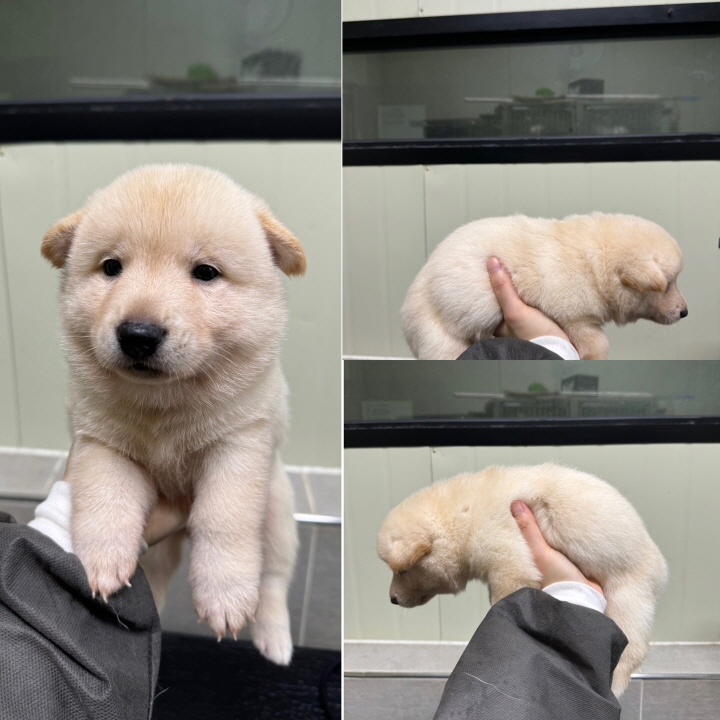 당진시동물보호소_444568202400390