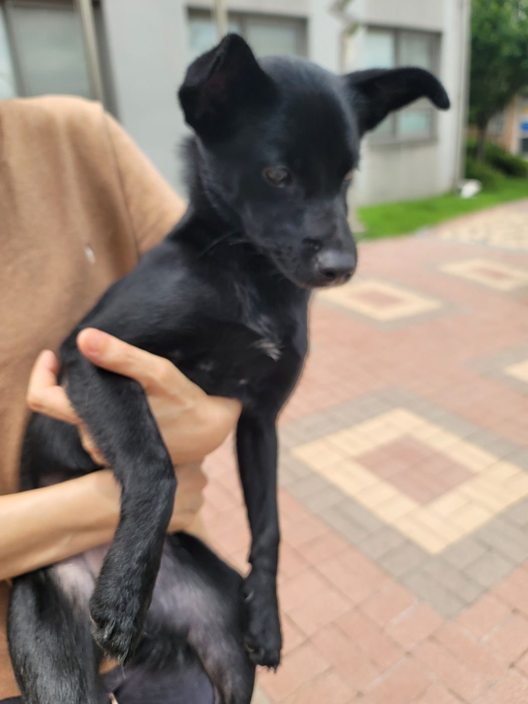 종료(입양) 믹스견…