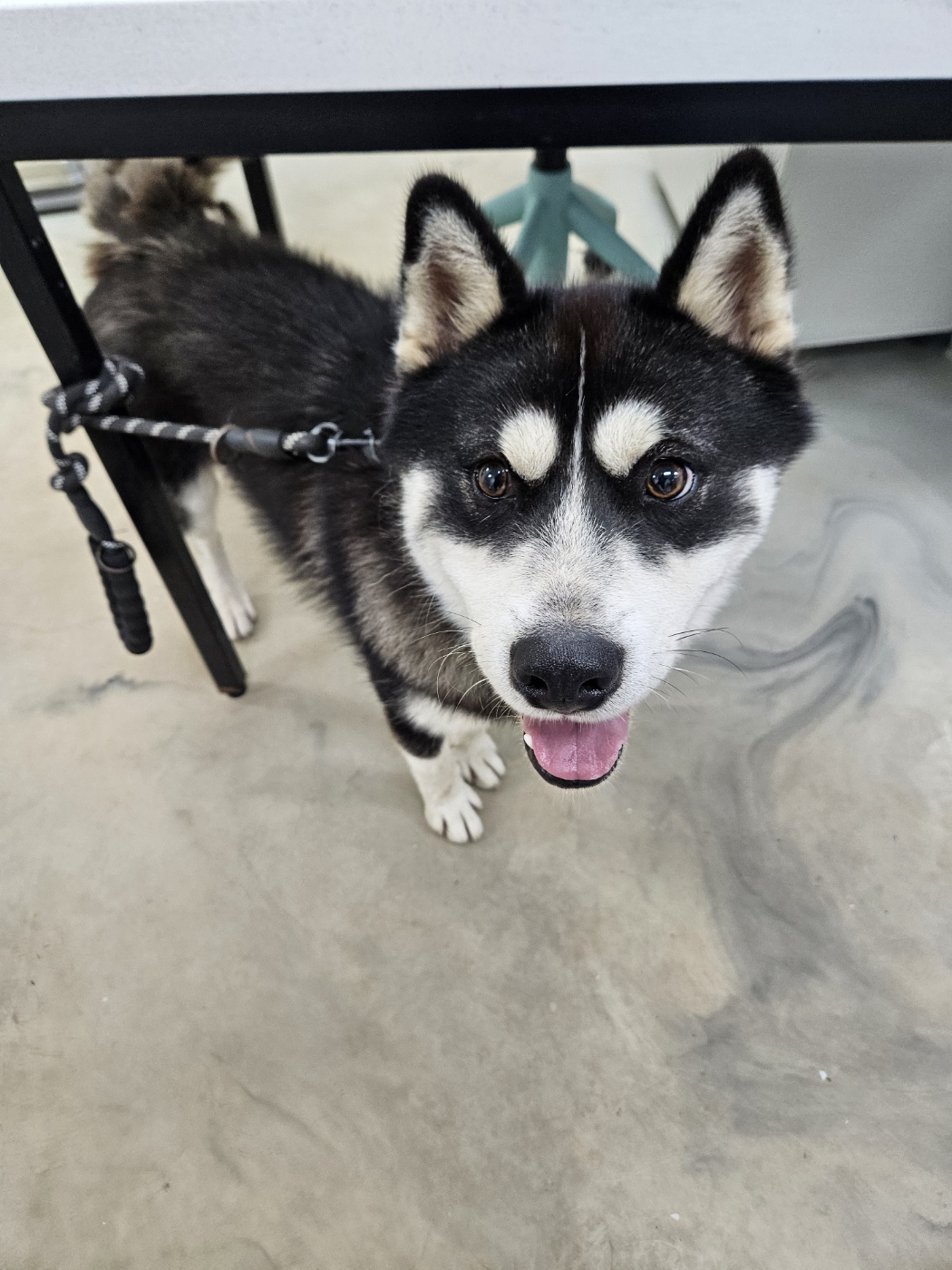 아산동물복지지원센터_444452202401849