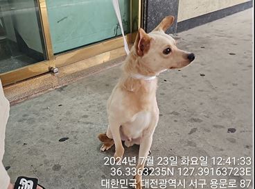보호중 믹스견의 가…