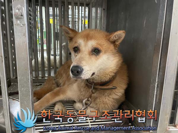 종료(자연사) 믹스…