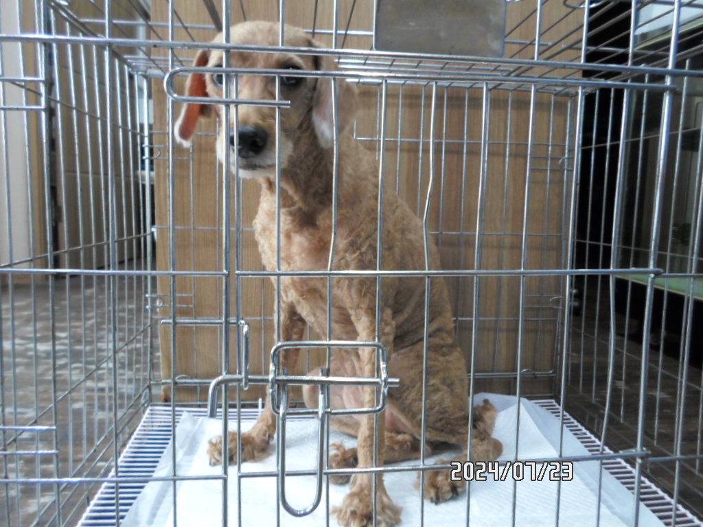 디아크동물종합병원_411319202400426